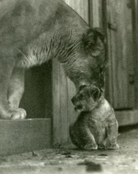 1923年10月、ロンドン動物園の首の首筋で、動物園で生まれた子を持ち上げようとしている雌ライオン（bw写真）
